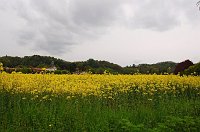 14 Fiori gialli a Sombreno